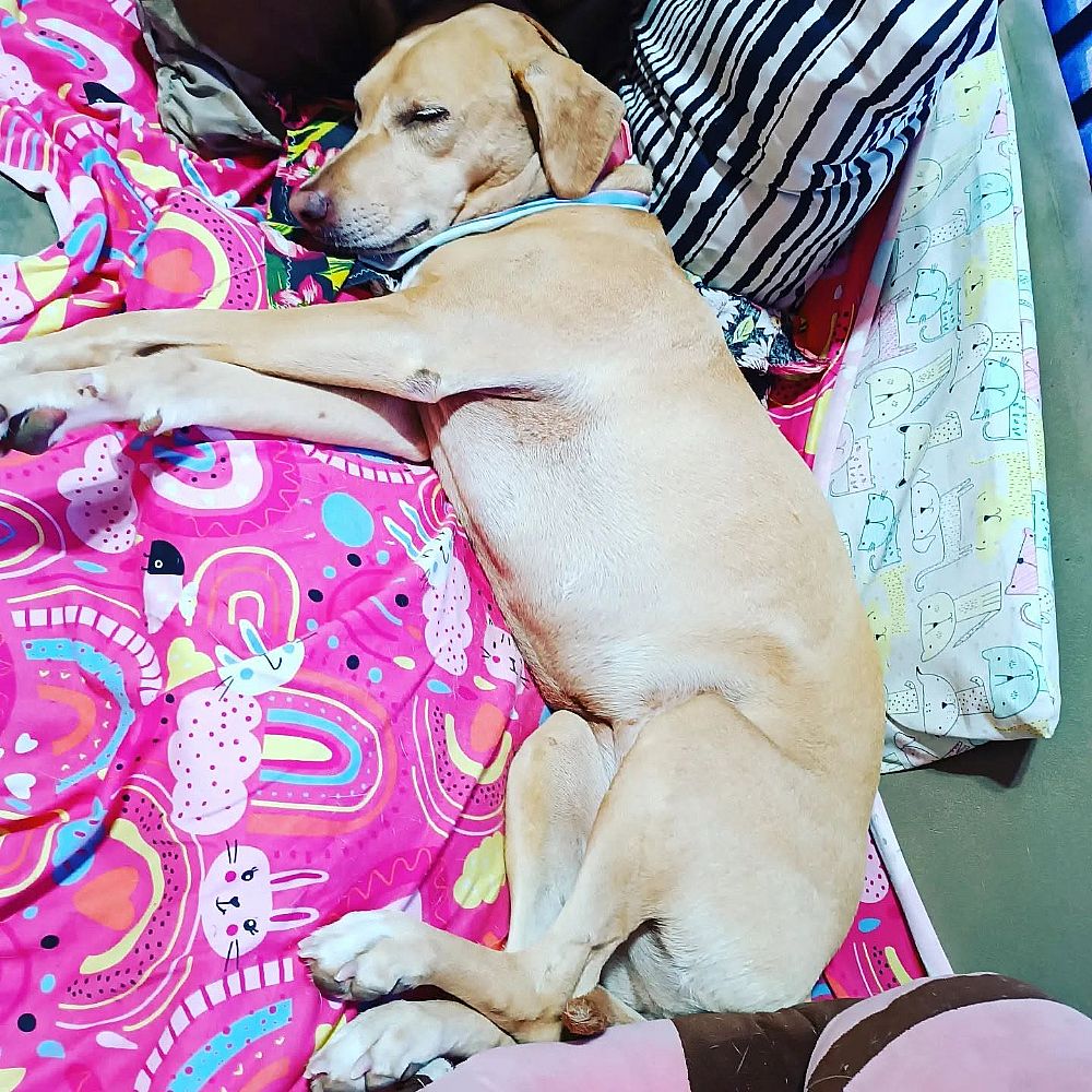 Hotel para Cães Casa da Tia Fabi – Itapoá/SC — foto 3